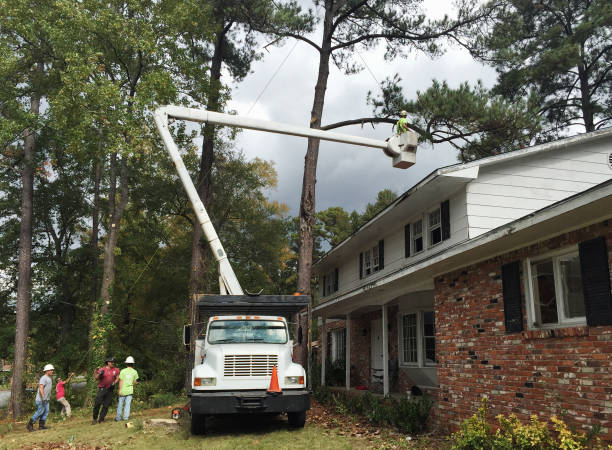 How Our Tree Care Process Works  in  Gardner, KS